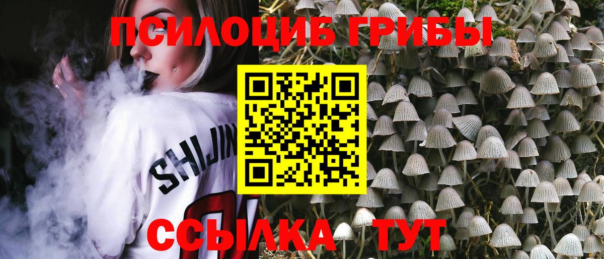 Псилоцибиновые грибы Psilocybe Дербент